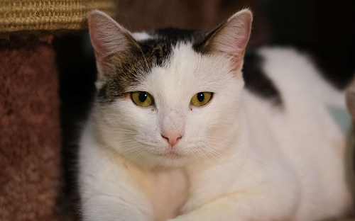 Кошка ищет дом