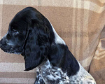 Собаки в Подольске: Щенок русского охотничьего спаниеля Мальчик, Бесплатно - фото 2