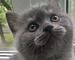 Кошки в Москве: Элитный клубный голубой котенок 14.06.2025 Мальчик, 20 000 руб. - фото 3