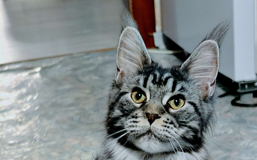 Девочка - "меховое облачко" с длиннющим кистями