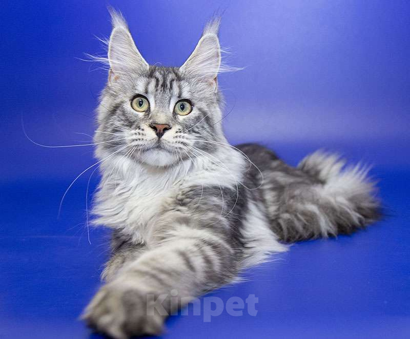 Кошки в Москве: Мейн кун, девочка, подросток. Девочка, 15 000 руб. - фото 6