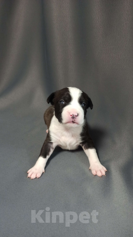 Собаки в Санкт-Петербурге: Девочки доступны к раннему бронированию Девочка, Бесплатно - фото 2