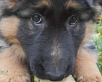 Собаки в Москве: Щенок немецкой овчарки д/ш Девочка, 28 000 руб. - фото 2