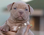 Собаки в Раменском: Американский Булли, мальчик, тип классик  Мальчик, 80 000 руб. - фото 1