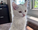 Кошки в Ставрополе: Кошечка малышка котенок 2,5 месяца кошка белая Девочка, Бесплатно - фото 3