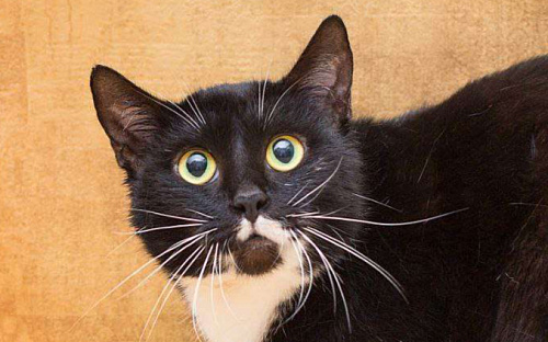 Уютная Яся, хранительница очага