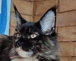 Кошки в Москве: Девочка Ёлка - "мамина радость" Девочка, 45 000 руб. - фото 4