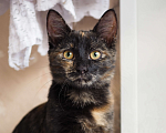 Кошки в Москве: Ласковая и веселая малышка в добрые руки  Девочка, Бесплатно - фото 4