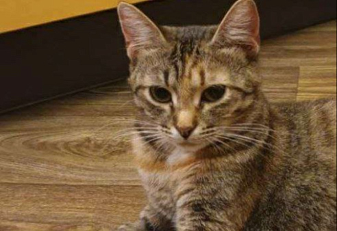 Ириска кроткая нежная девочка