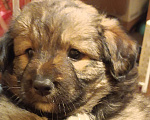 Собаки в Батайске: Щенок-девочка Девочка, 1 руб. - фото 2