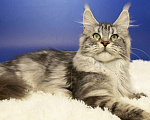 Кошки в Москве: Котенок Мейн Кун Девочка, Бесплатно - фото 2