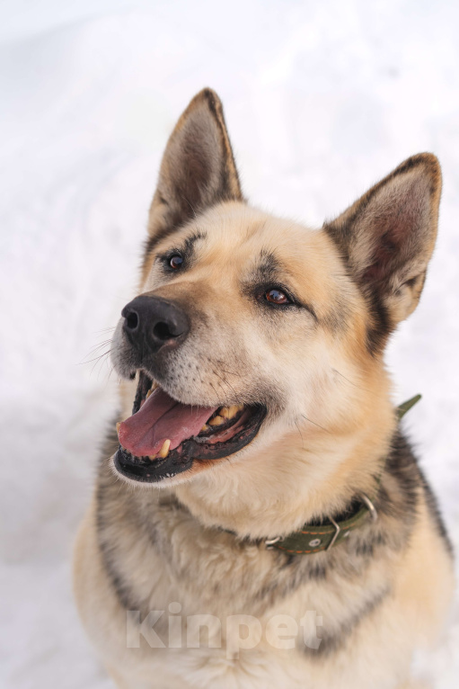 Собаки в Королеве: Норд мечтает стать верным другом для человека! Мальчик, Бесплатно - фото 2