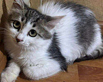 Кошки в Москве: Котёнок Ясна целыми днями одна на передержке Девочка, Бесплатно - фото 1