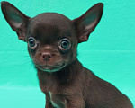 Собаки в Ногинске: Щенок чихуахуа мальчик Мальчик, 30 000 руб. - фото 1