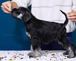 Собаки в Липецке: Предлагаются щенки цвергшнауцера Девочка, 55 000 руб. - фото 3