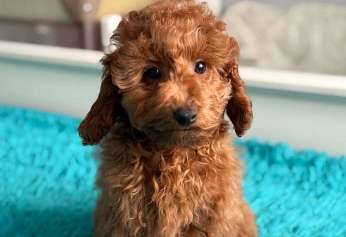 Миниатюрный пудель Адель