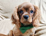 Собаки в Москве: Щенки Кавалер Кинг Чарльз спаниель Мальчик, 100 000 руб. - фото 1