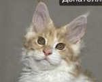 Кошки в Туапсе: Котята мейн-кун из питомника Мальчик, Бесплатно - фото 1