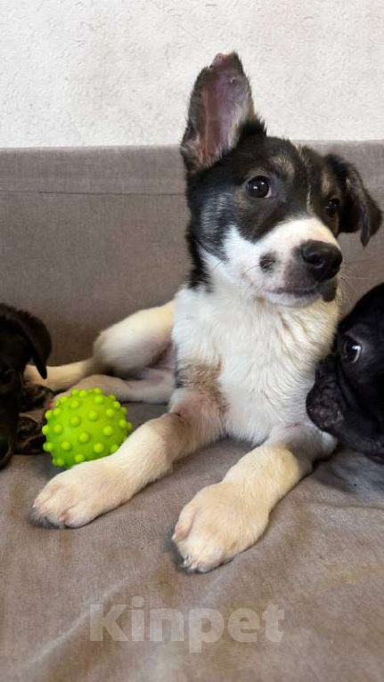 Собаки в Королеве: Друзья, мы ищем дом малышке Дженни! Девочка, Бесплатно - фото 5