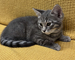 Кошки в Москве: Дымчатая красавица Девочка, Бесплатно - фото 1