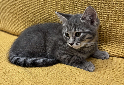 Дымчатая красавица