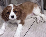 Собаки в Владимире: Щенки Кавалер Кинг Чарльз Спаниеля РКФ Мальчик, 75 000 руб. - фото 7