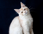 Кошки в Москве: Ласковый мурчун. Крупный кот мейн-кун Мальчик, 35 000 руб. - фото 2