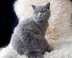 Кошки в Москве: Голубой британский кот. Крупный. Мальчик, 60 000 руб. - фото 6