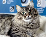 Кошки в Москве: Ласковая кошечка Анфиса ищет семью Девочка, Бесплатно - фото 7