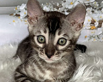 Кошки в Москве: Бенгальские котята серебро с родословной  Мальчик, Бесплатно - фото 7