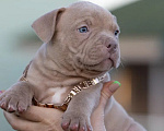 Собаки в Раменском: Американский Булли, мальчик, тип классик  Мальчик, 80 000 руб. - фото 2
