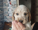 Собаки в Копейске: Щенок спаниель (девочка) Девочка, 10 000 руб. - фото 4
