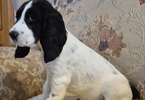 Щенки русского охотничьего спаниеля