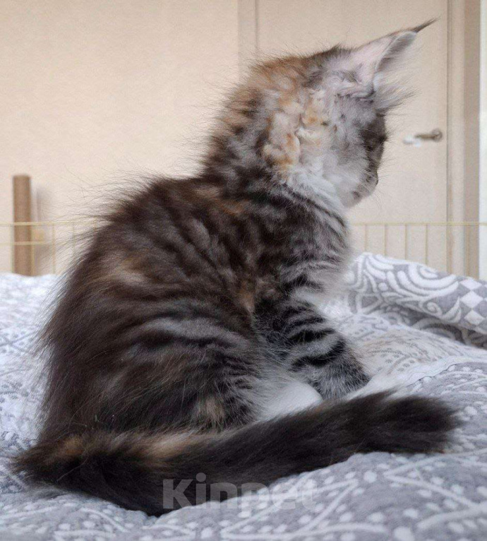 Кошки в Геленджике: Продаётся котёнок мейн-кун, девочка, редкий окрас fs 03 24, из питомника EdenLight (Геленджик) Девочка, Бесплатно - фото 6