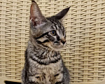 Кошки в Краснодаре: Котик Мальчик, 10 000 руб. - фото 1