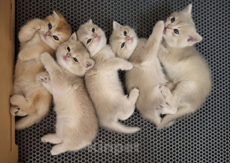 Кошки в Москве: Шотландские котята эксклюзивных окрасов Разнополые, 37 000 руб. - фото 2