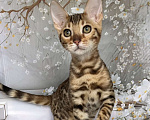 Кошки в Москве: Бенгальский котёнок  Мальчик, Бесплатно - фото 8