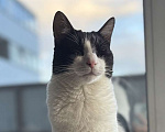 Кошки в Санкт-Петербурге: Очаровательный кот Бонифаций Мальчик, Бесплатно - фото 3