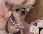 Собаки в Москве: девочка чихуахуа гш крупный стандарт Девочка, 60 000 руб. - фото 1