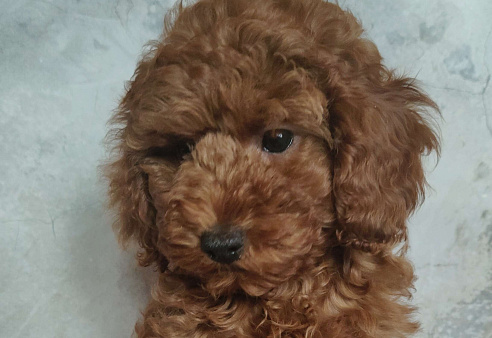 Миниатюрный пудель Адель