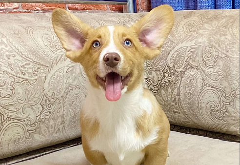 Щенки вельш-корги кардиган