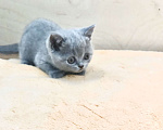 Кошки в Москве: Британские котята Мальчик, Бесплатно - фото 1