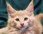Кошки в Москве:  Елисей - кремовый тикированный мальчик  Мальчик, 90 000 руб. - фото 1