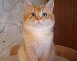 Кошки в Москве: Шотландская золотая девочка  Девочка, 10 000 руб. - фото 2