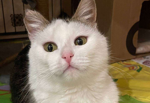 Шарлотта ищет дом 