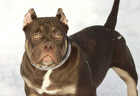 Американский булли