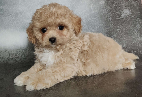 Пушон Линда