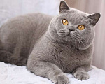 Кошки в Москве: Британский голубой шикарный кот. Мальчик, 60 000 руб. - фото 4