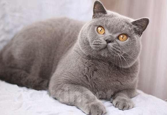 Кошки в Москве: Британский голубой шикарный кот. Мальчик, 60 000 руб. - фото 4