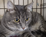Кошки в Москве: Котик с золотисто-зелеными глазами ищет ма и па Мальчик, 100 руб. - фото 3